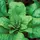 Spinach, Bloomsdale Long Standing - 4oz
