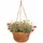 Bloem 12" Dura Cotta Hanging Basket Terra Cotta