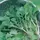 Turnips, Seven Top - 1lb