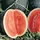 Watermelon, Sugar Baby - 1/2lb