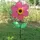 Gardener Select 11.81x22 Pinwheel with Flower Fuchsia