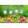 E-V 24pc Pet Pot Sticker Display Asst