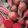 Beets, Detroit Dark Red - 1/2lb