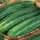 Cucumber, Straight Eight - 1lb