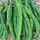 Beans, White Half Runner - 1/2lb