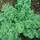 Kale, Early Curled Siberian - 4oz
