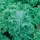 Kale, Vates Blue Curled Scotch - 1lb