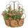 Deer Park Peacock Wall Basket With Coco Liner
