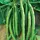 Beans, Kentucky Wonder Bush 125 Treated - 1/2lb