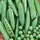 Peas, Thomas Laxton - 1/2lb