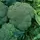 Broccoli, Waltham - 1lb
