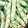 Beans, Fava Broad Windsor - 1/2lb