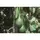 Gourds, Dipper Long Handle - 1/2lb
