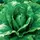 Lettuce, Paris Island Cos Romaine 1/2