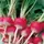 Radish, Sparkler White Tip - 1lb