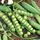 Peas, Little Marvel 1/2
