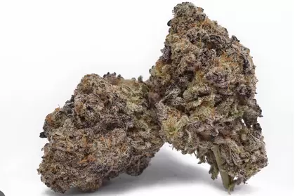 Scottie 2 Hottie - Trilogene Seeds