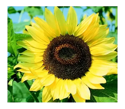 Sunflower, Lemon Queen - 1/2 lb