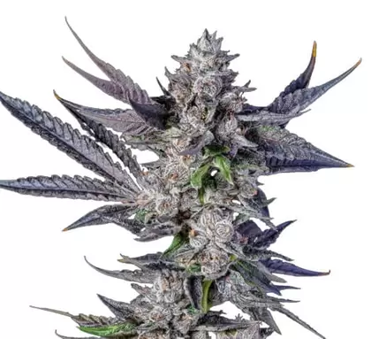 Sun Run - Trilogene Seeds
