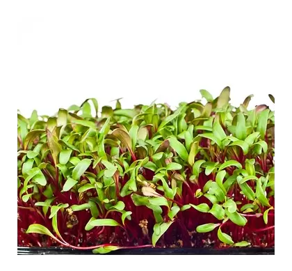 Microgreens, Early Wonder Green Top - 2 Gram
