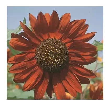 Sunflower, Velvet Queen - 1/2 lb