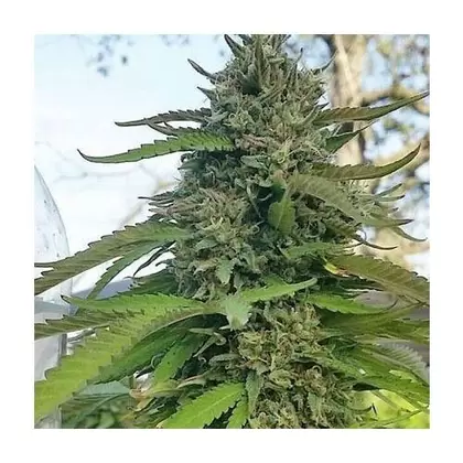 Sour Alien OG-MCC Sour Diesel x OGF1