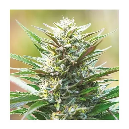 Swank OG-MCC Sour Diesel x San Fernando Valley