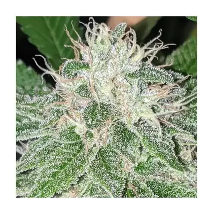 Bernie OG-San Fernando Valley x GG#4