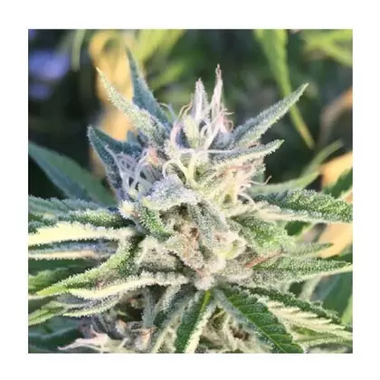 OG Wreck-San Fernando Valley x Timewreck
