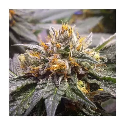 Old School OG-San Fernando Valley x Pre 98 Bubba Kush