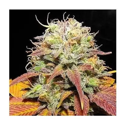 Opulent OG-San Fernando Valley x MCC Sour Diesel