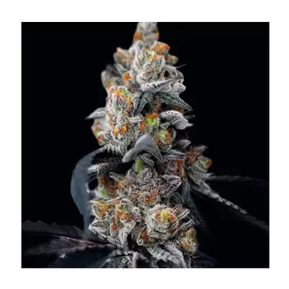 SMOG OG-San Fernando Valley x Purple Kush