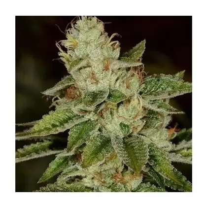 San Fire Nando OG-San Fernando Valley x Fire OG