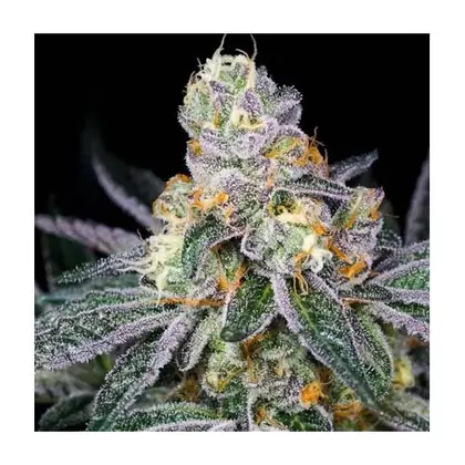 Sour Candy-MCC Sour Diesel x Candyland