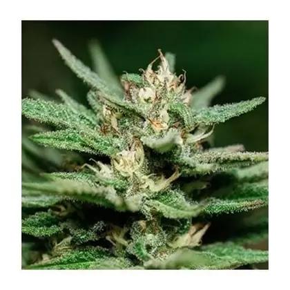 Sour Glue-MCC Sour Diesel x GG#4 ﻿