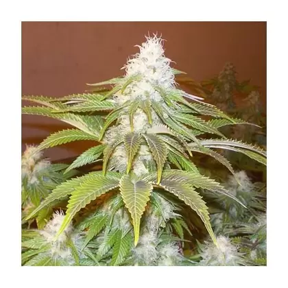 Sour IV OG-MCC Sour Diesel x The Medicine