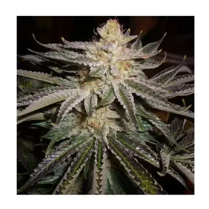 Sour Lime OG-MCC Sour Diesel x Keylime Pie