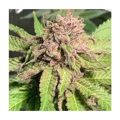 Sour Punch-MCC Sour Diesel x Purple Punch