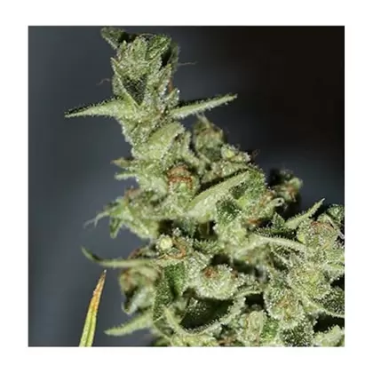 Sour Wreck-MCC Sour Diesel x TimeWreck