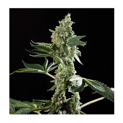 Sweet OG-San Fernando Valley x Keylime Pie