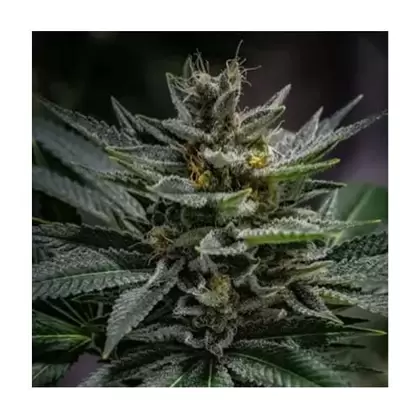 Sour 98-MCC Sour Diesel x Pre-98 Bubba Kush