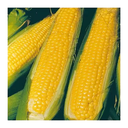 Corn, NK 199 - 4oz