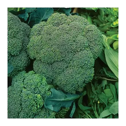 Broccoli, Waltham - 1/2oz
