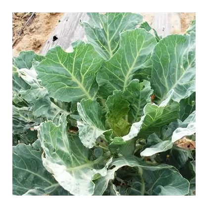 Collards, Vates - 1lb