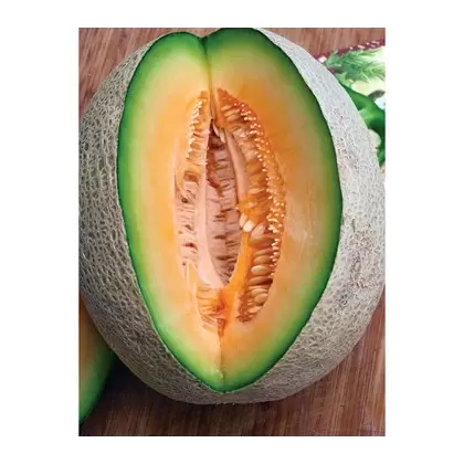 Cantaloupe , Edisto 47 - 1/2oz