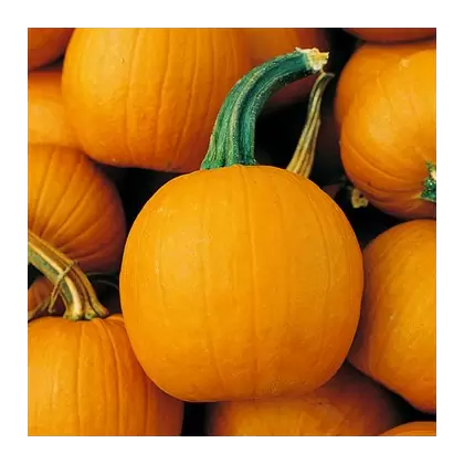 Pumpkin, Baby Pam - 1/2oz