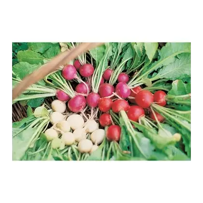Radish, Easter Egg - 1lb
