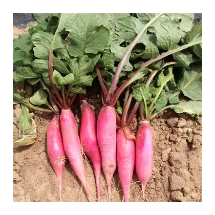 RADISH, CHINA ROSE WTR 1/2 OZ EACH