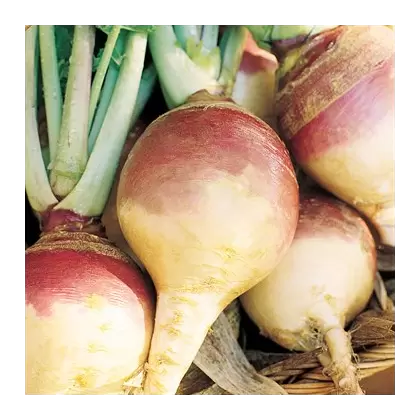 Rutabaga, American Purple Top - 4oz