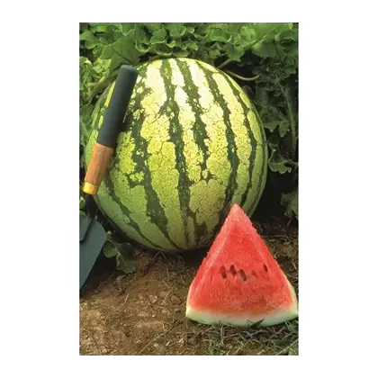 Watermelon, Dixie Queen - 1/2oz